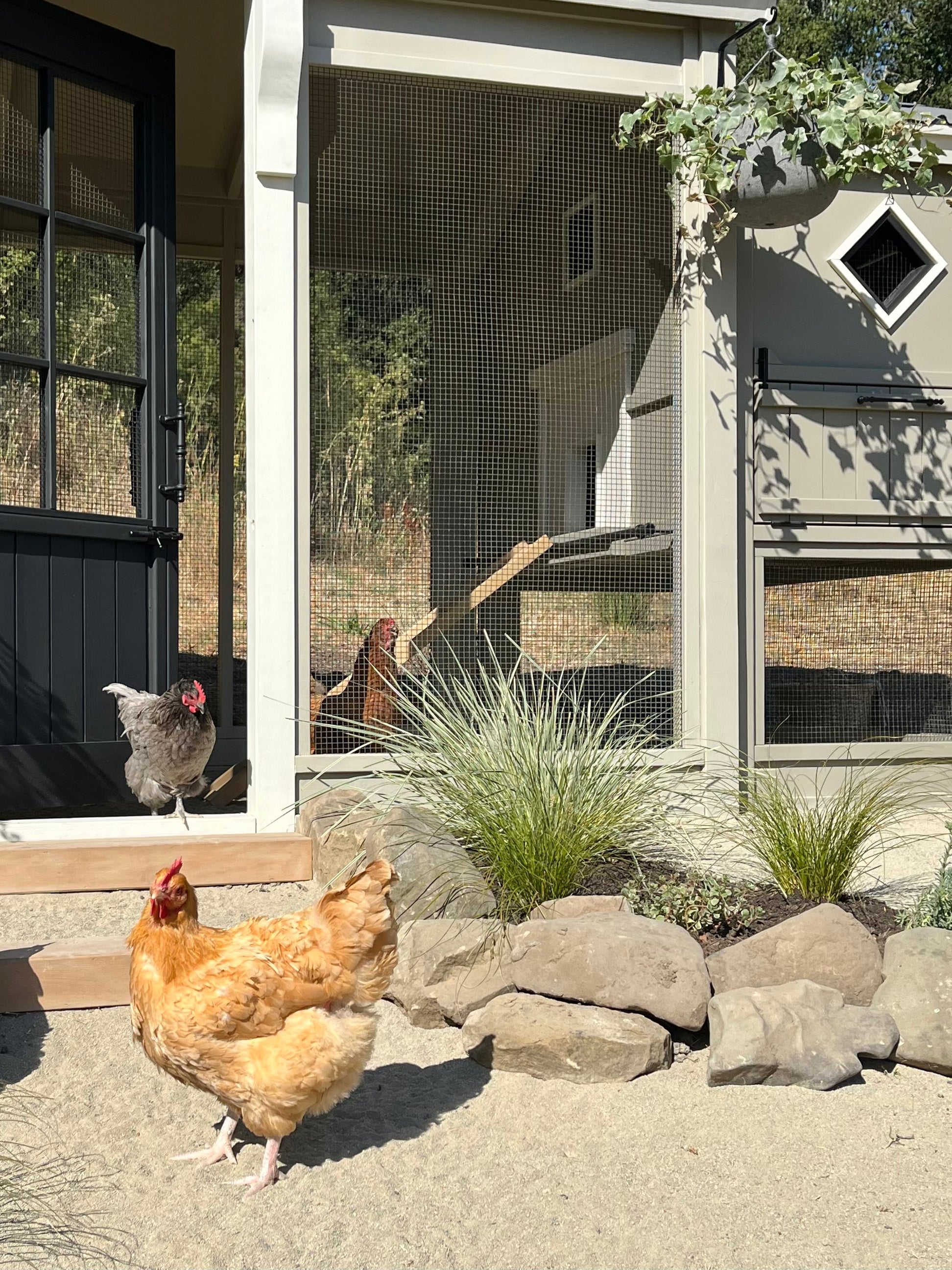 Bay Area Coops Custom Animal Homes